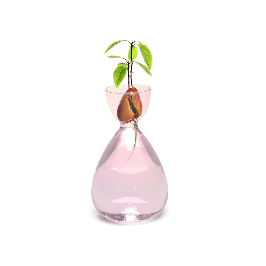 Avocado Hydroponic Vase