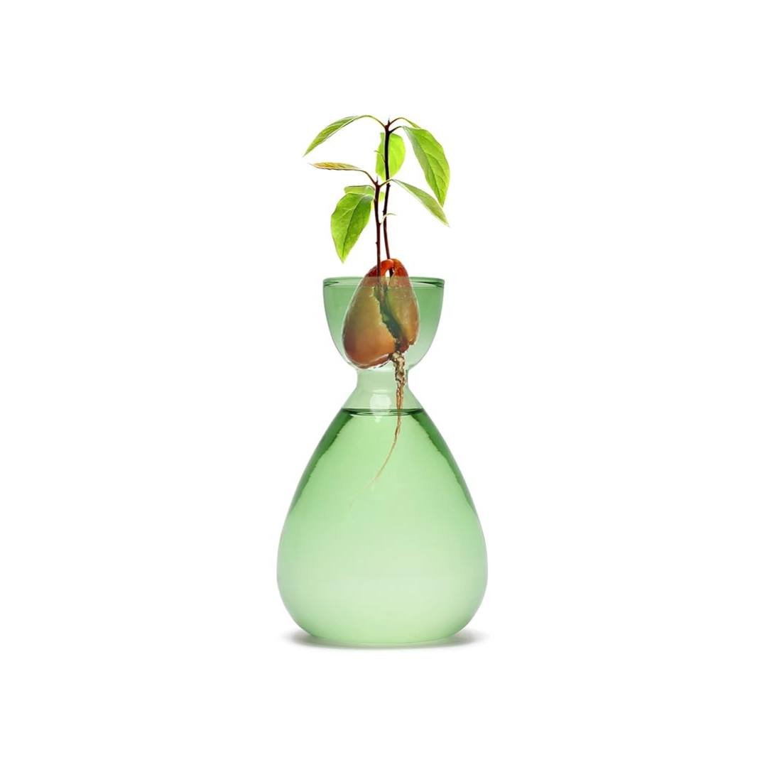 Avocado Hydroponic Vase