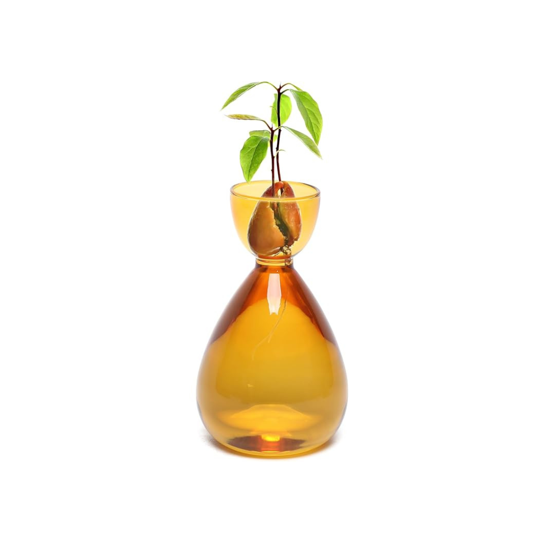 Avocado Hydroponic Vase
