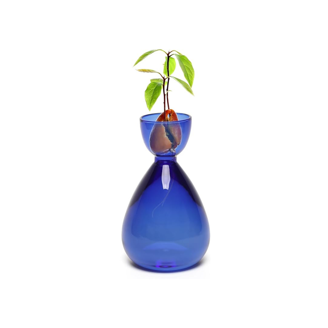 Avocado Hydroponic Vase