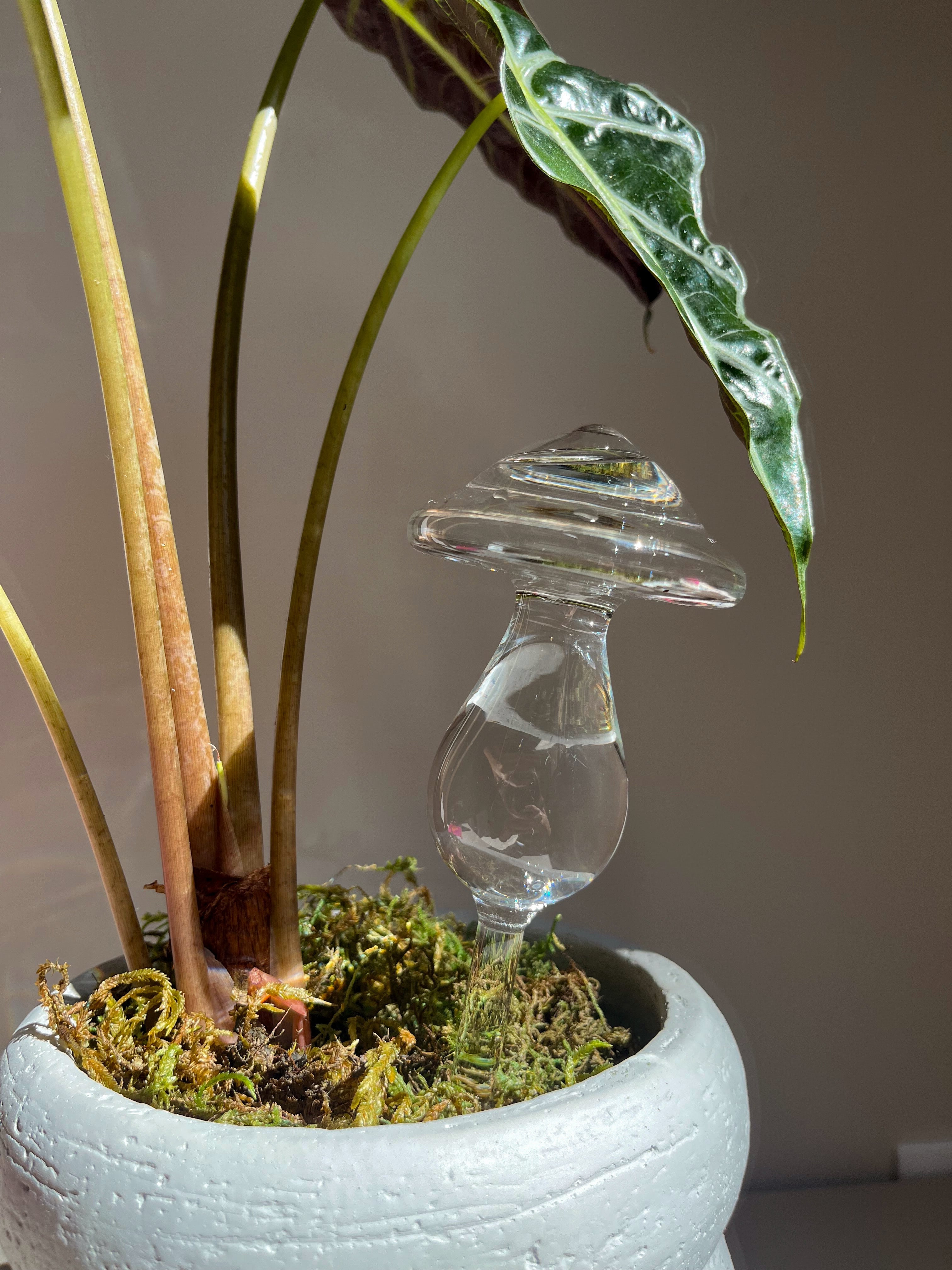 Self-Watering Glass Mushroom