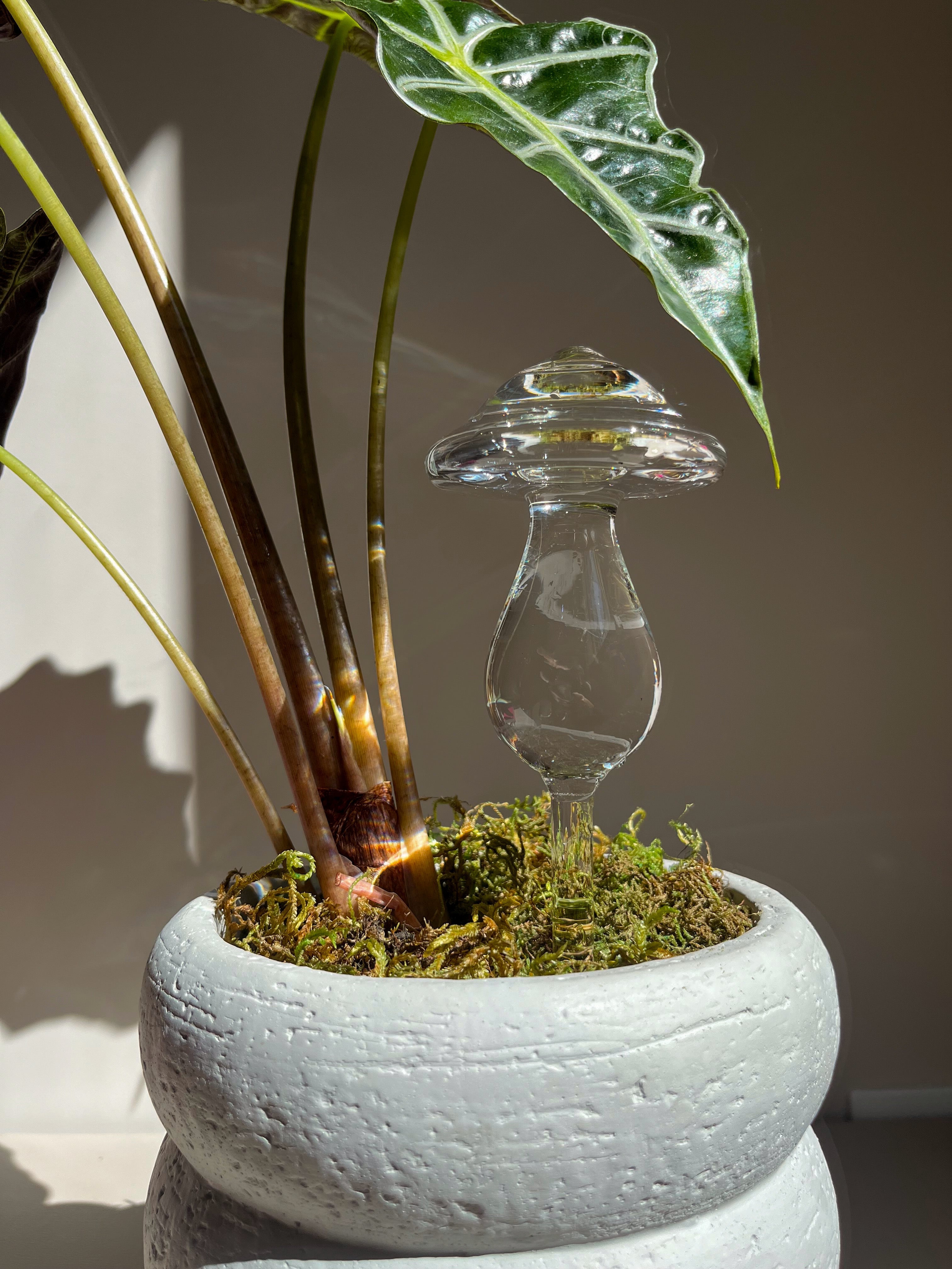 Self-Watering Glass Mushroom