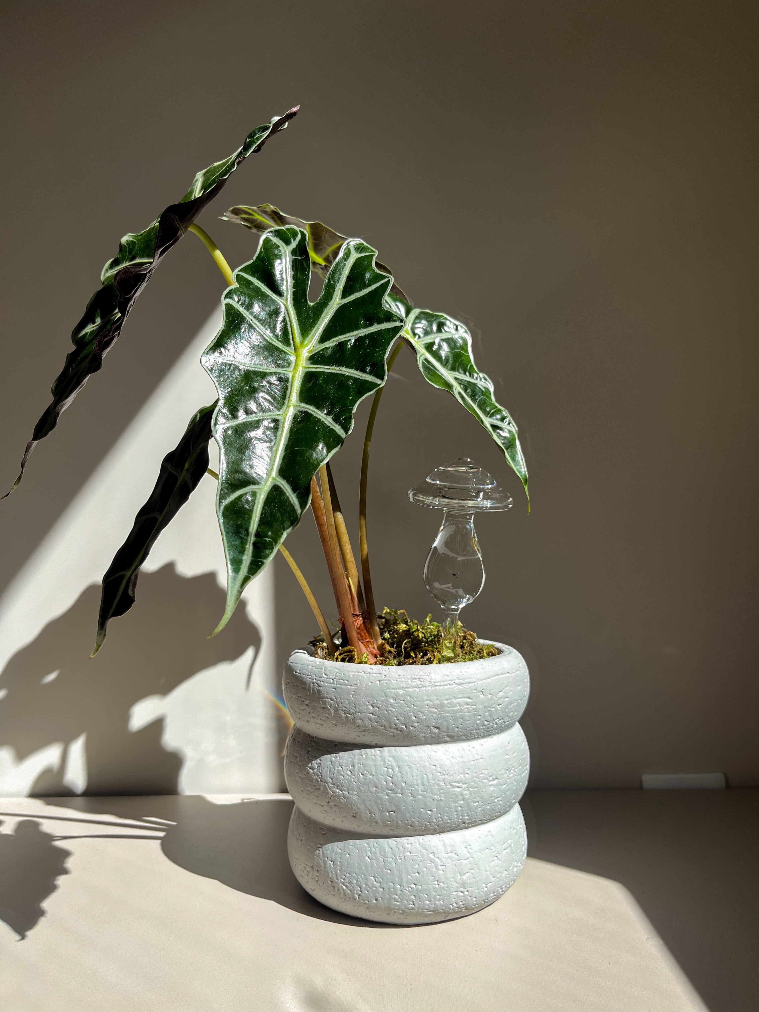 Self-Watering Glass Mushroom